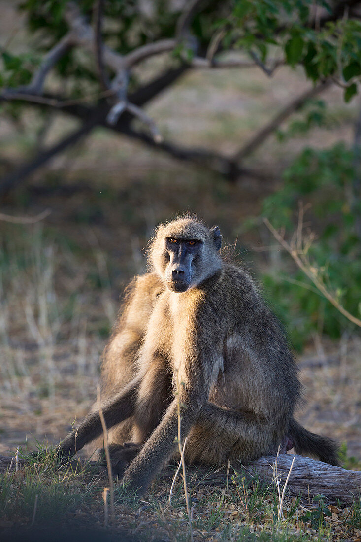 Two baboons under the shade of a tree.