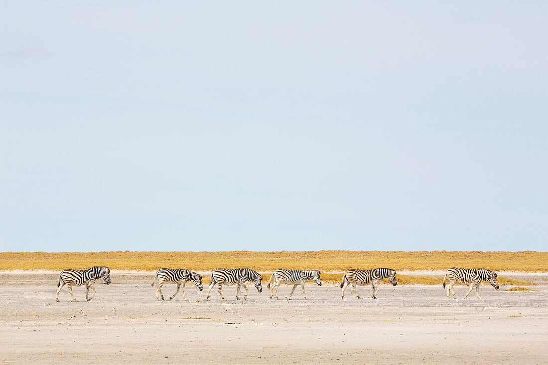 Burchell-Zebras, eine kleine Gruppe von Tieren in der Kalahari-Wüste
