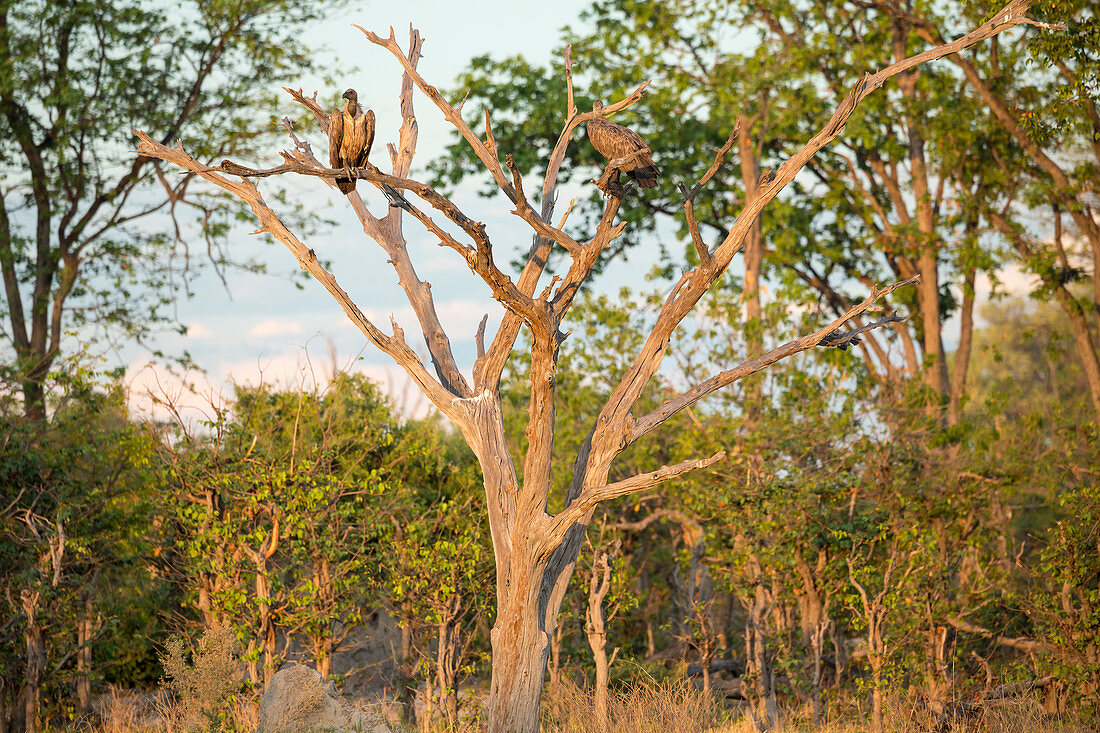 Zwei große Greifvögel (Geier) sitzen in einem Baum