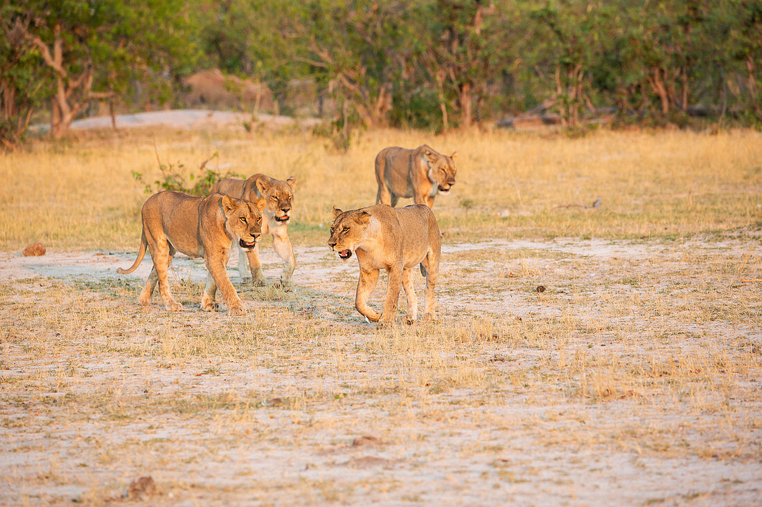 Ein Löwenrudel mit weiblichen Tieren, die bei Sonnenuntergang durch die offene Savanne laufen
