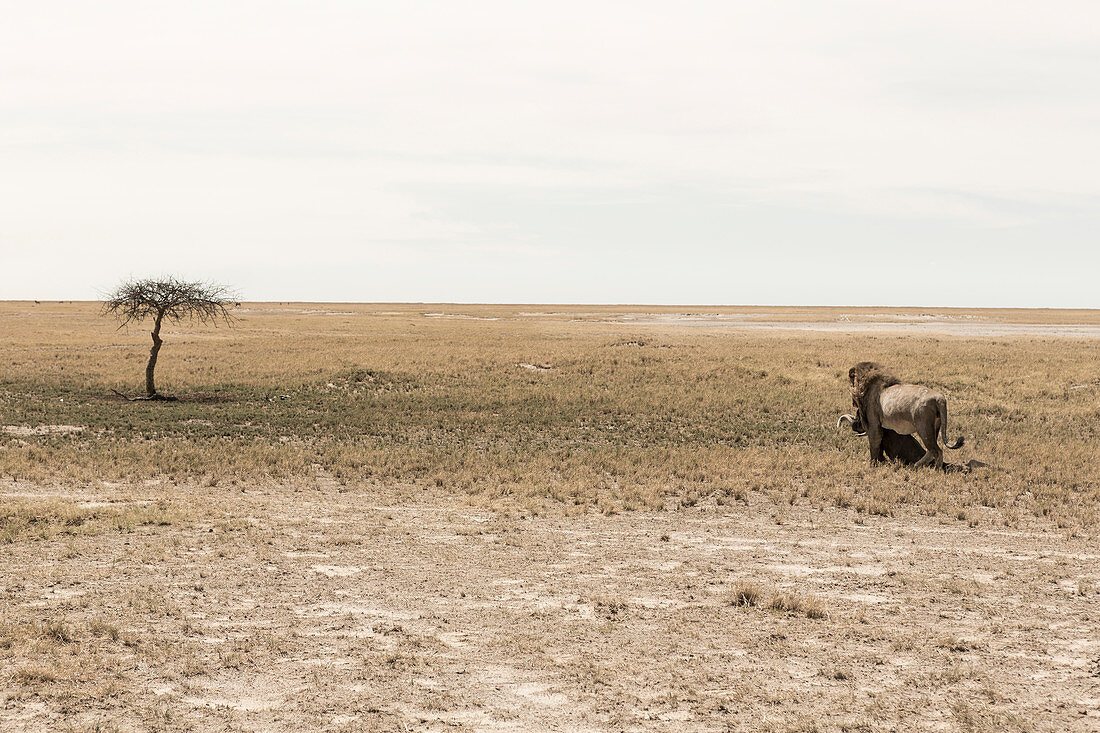 Männlicher Löwe und totes Gnu, Kalahari-Wüste