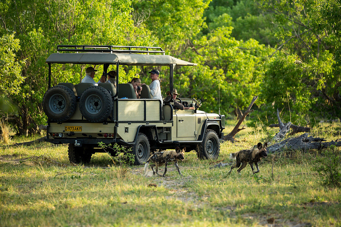 Passengers in a safari jeep observing a pack of wild dogs in woodland.