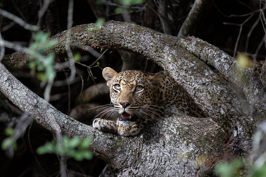Ein Leopard (Panthera pardus) späht mit offenem Maul zwischen Baumwurzeln hindurch
