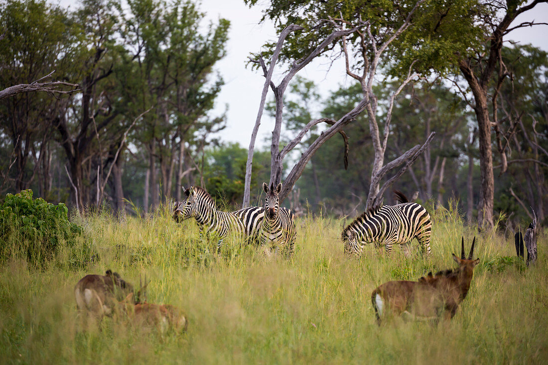 Eine Gruppe von Oryx und Zebra im hohen Gras mit erhobenen Köpfen