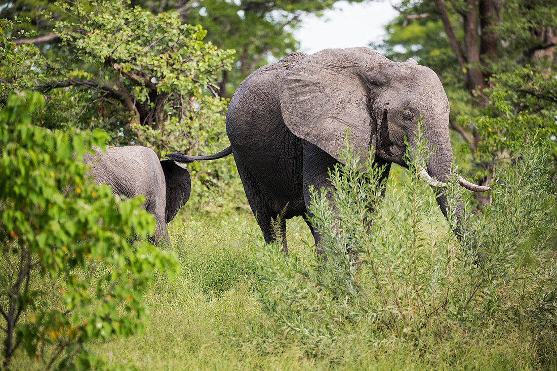 Two African elephant, Loxodonta africana, among trees in the bush.