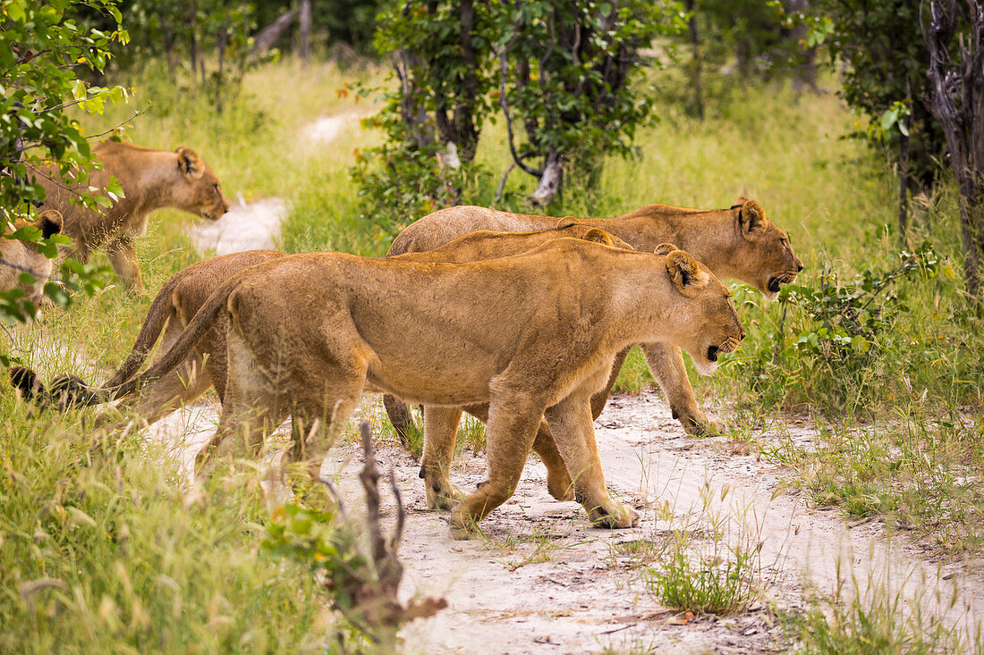 Ein Löwenrudel mit weiblichen Tieren, die einen Feldweg überqueren