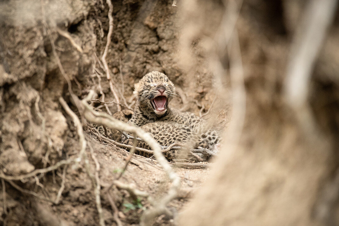 Neugeborene Leopardenbabys (Panthera pardus) liegen zusammen zwischen Wurzeln und Erdwänden, ein Jungtier öffnet mit geschlossenen Augen das Maul