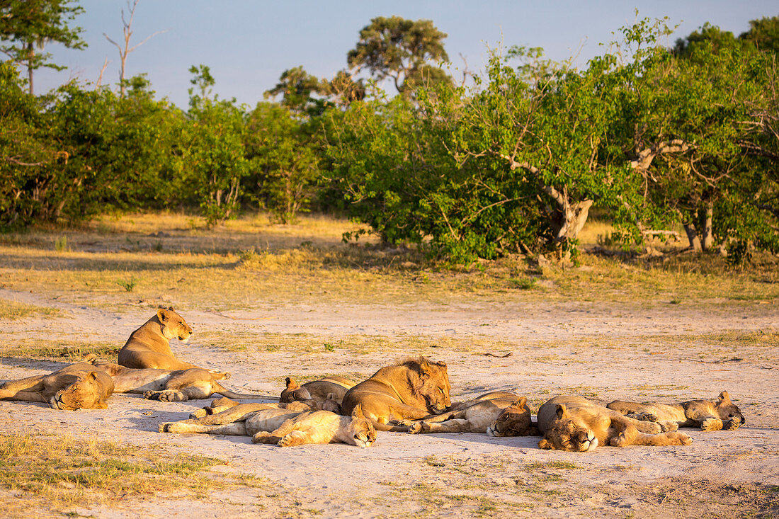 Ein Löwenrudel mit weiblichen Tieren, die in der Sonne am Rande des Waldes ruhen