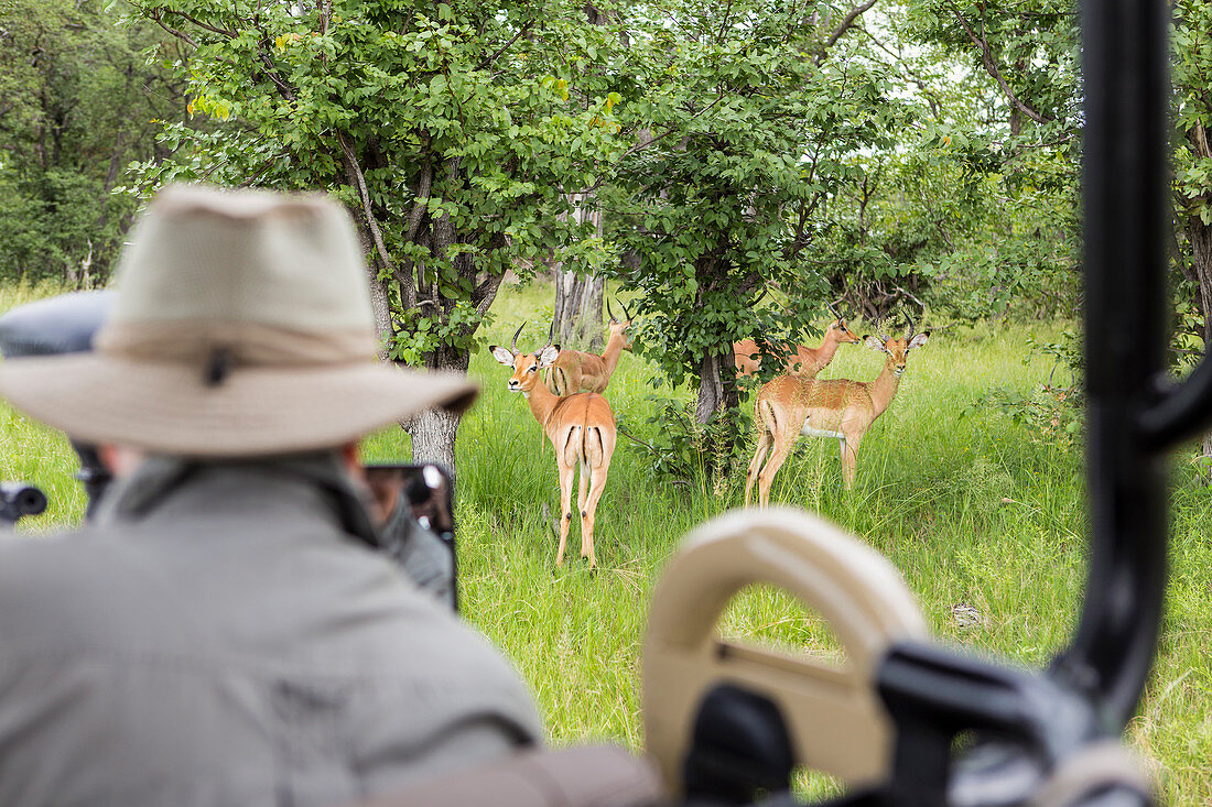 Mann in Rückenansicht, der Impala vom Safari-Jeep aus betrachtet, Botswana