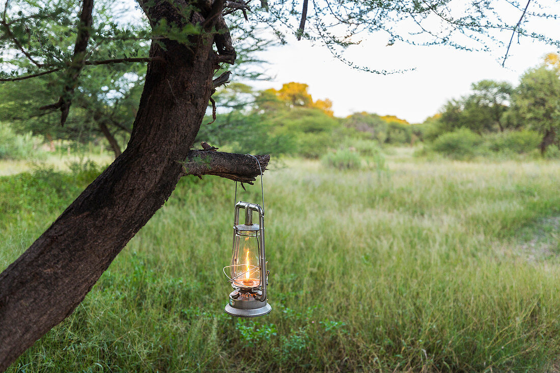 Laterne hängt an einem Ast, Maun, Botswana