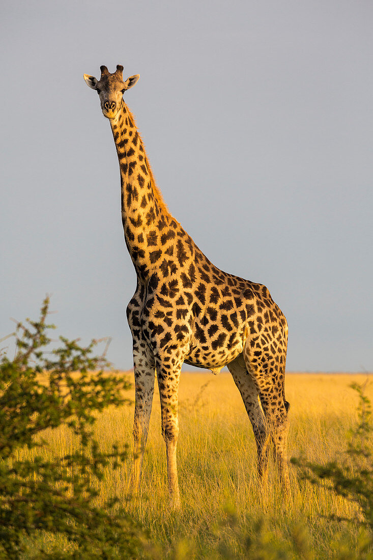 giraffe, Nxai Pan, Botswana