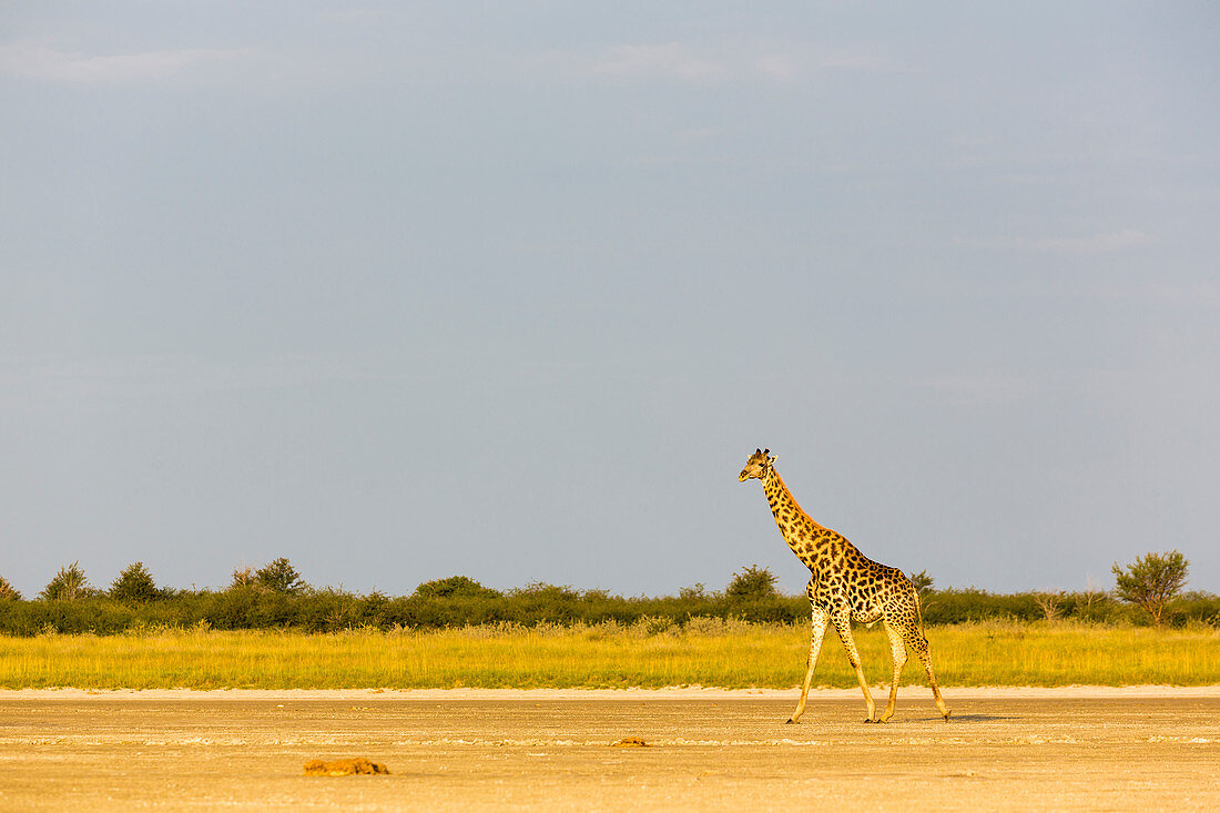 giraffe, Nxai Pan, Botswana