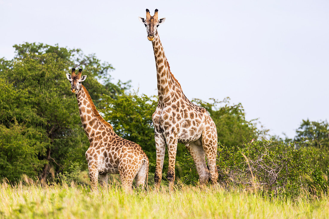 Giraffe, Nxai Pan, Botswana