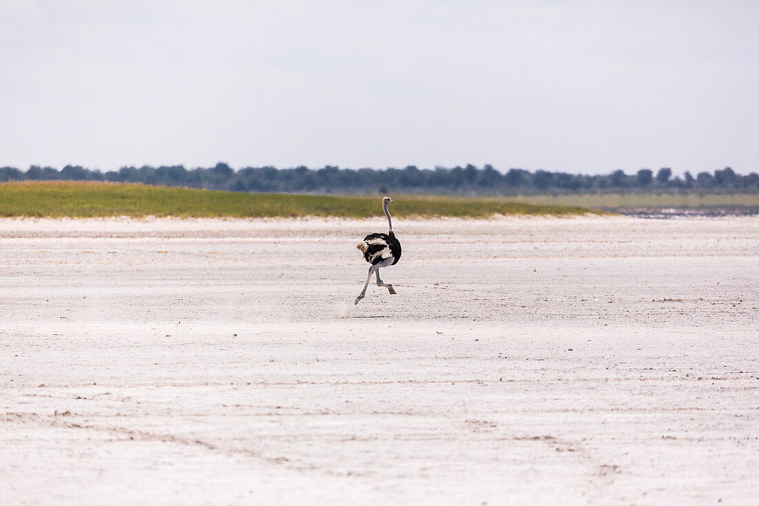 Strauß läuft über Nxai Pan einer Salzpfanne, Botswana