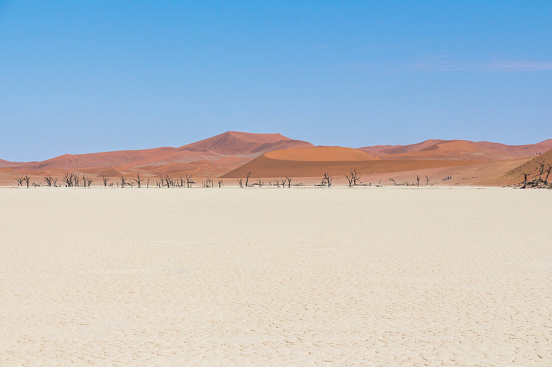 View over white landscape and dunes of the Deadvlei (white salt-clay pan), Sossusvlei, Sesriem, Namibia