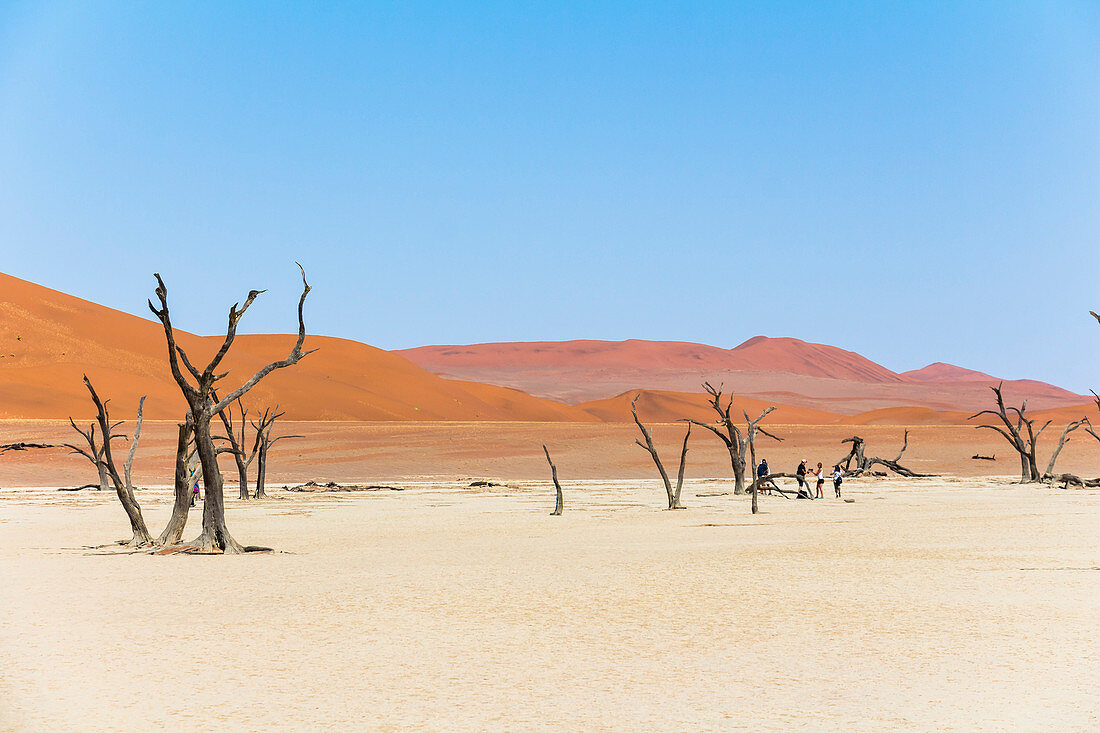 Toter Baum vor Düne im Deadvlei (weiße Salz-Ton-Pfanne), Sossusvlei, Sesriem, Namibia
