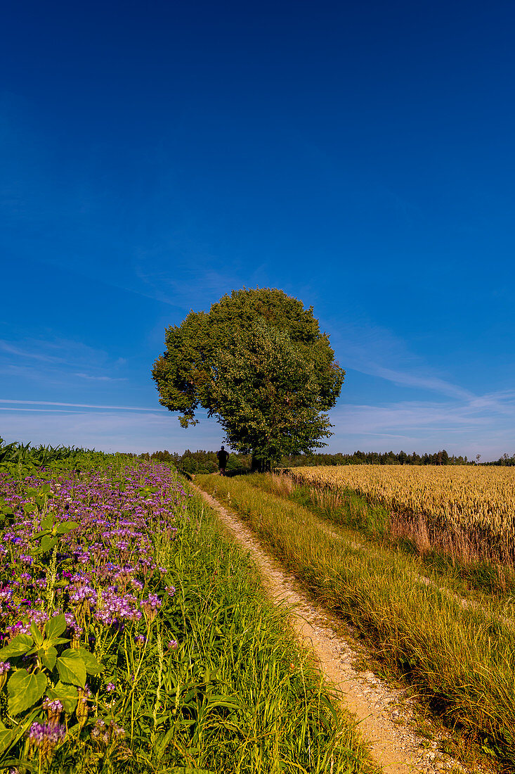 Summer landscape in the west of Munich that invites you to go hiking or cycling. West Munich, Aubing, Munich, Upper Bavaria, Bavaria, Germany, Europe