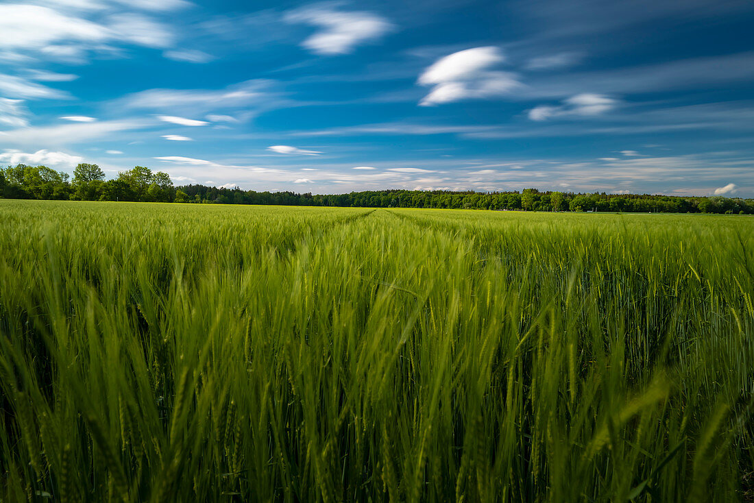 Young cornfield in front of a forest with clouds sky in long exposure. Upper Bavaria, Bavaria, Germany, Europe,