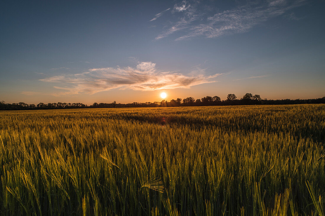 Getreidefeld in der Abendstimmung mit untergehender Sonne, Bayern, Deutschland, Europa