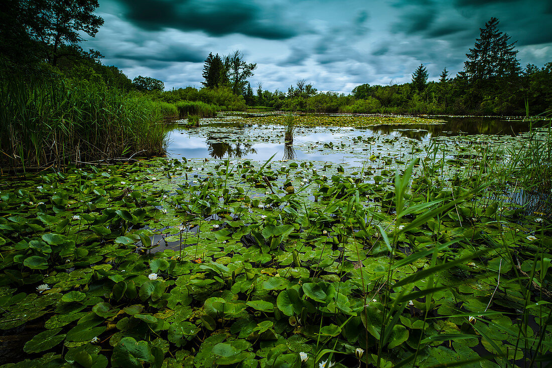 Water lilies on a pond with dramatic cloud skies. Germering, Upper Bavaria, Bavaria, Germany, Europe
