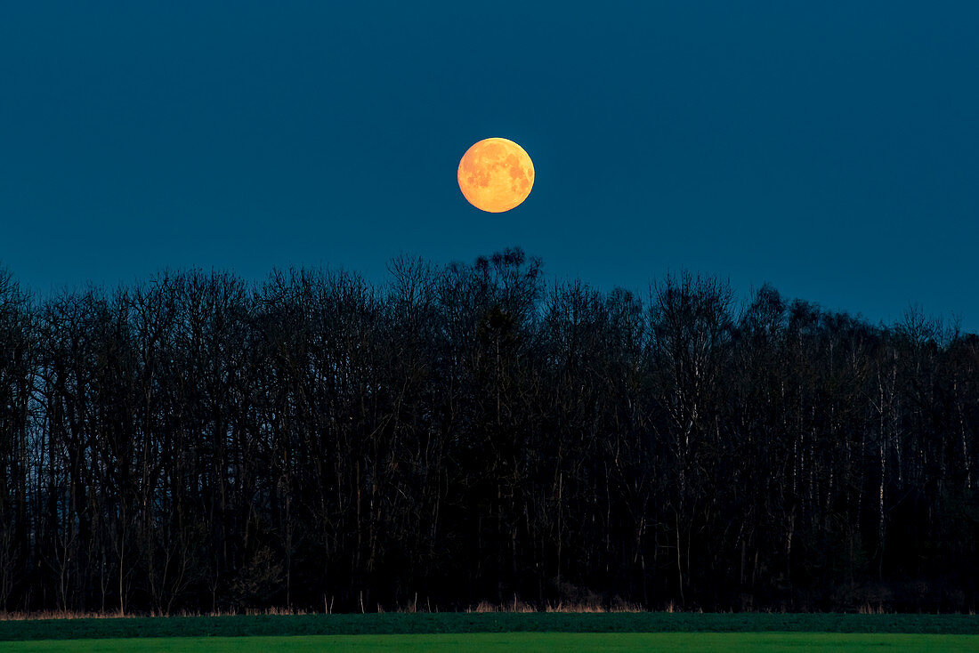 Der Super Mond in der Morgenstimmung vor einem Waldstück, Oberbayern, Bayern, Deutschland, Europa