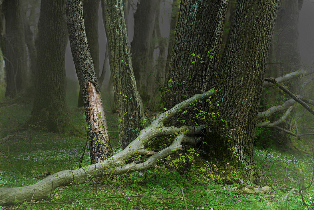 Mystischer Wald mit abgebrochenem Baum in der Aubinger Lohe, Oberbayern, Bayern, Deutschland, Europa
