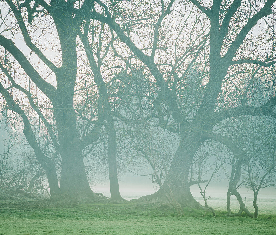 Mystical backlight shot of a group of trees in the morning mood with rising sun and early fog. Upper Bavaria, Bavaria, Germany, Europe