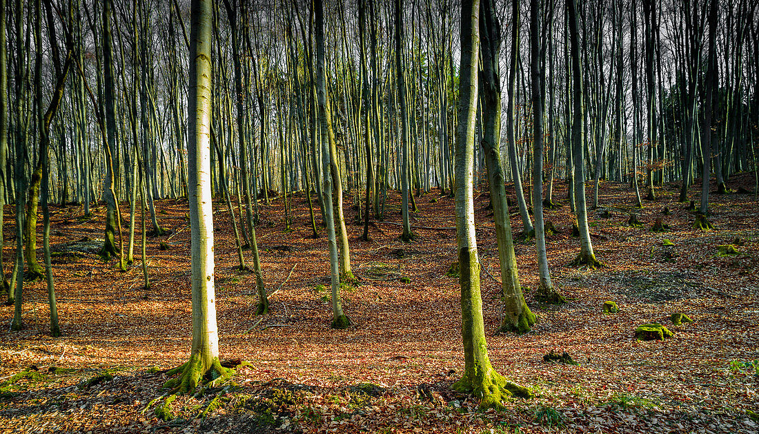 Young beech forest near Starnberg. Starnberg, Upper Bavaria, Bavaria, Germany, Europe