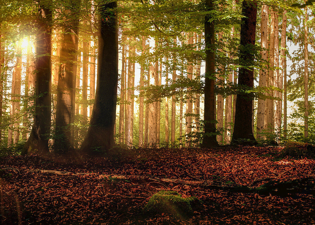 Backlight shot in the morning mood. Mixed forest with beech trees in the foreground and low sun. Pflaumdorf, Geltendorf, Upper Bavaria, Bavaria, Germany, Europe