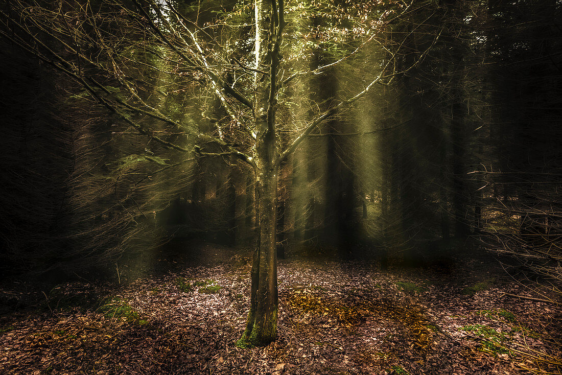 Gegenlichtaufnahme mit tief stehender Sonne in einem Wald, Aubinger Lohe, Oberbayern, Bayern, Deutschland, Europa