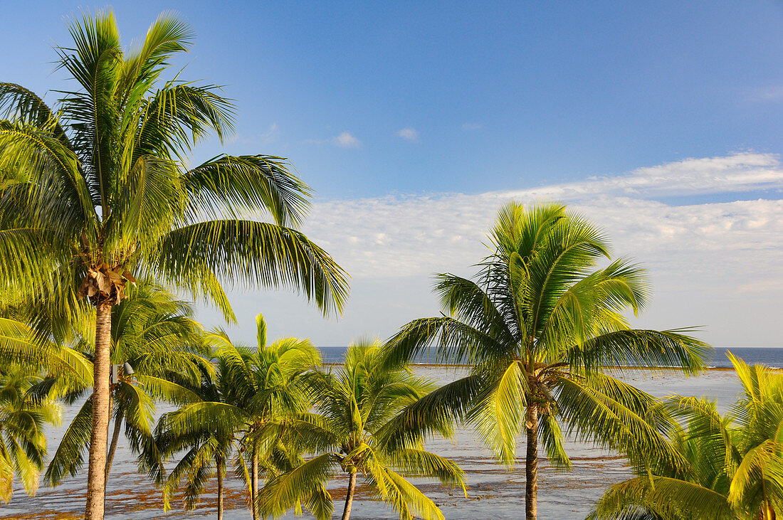 Blick auf Palmen und Pazifischen Ozean auf Yanuca Island, Fiji
