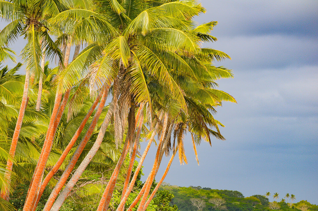 Palmen und üppige, tropische Vegetation auf einer unbewohnten Insel, Fiji