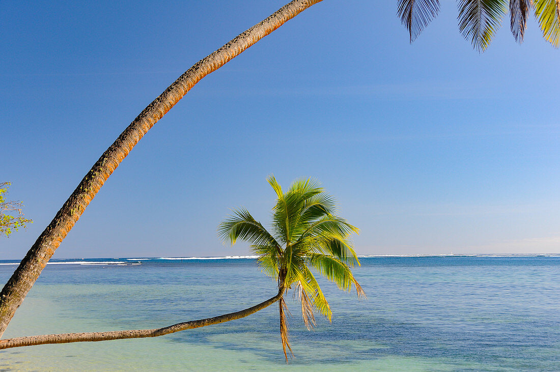 Palm trees right on the beautiful tropical beach, with a view of the Pacific, Fiji Islands