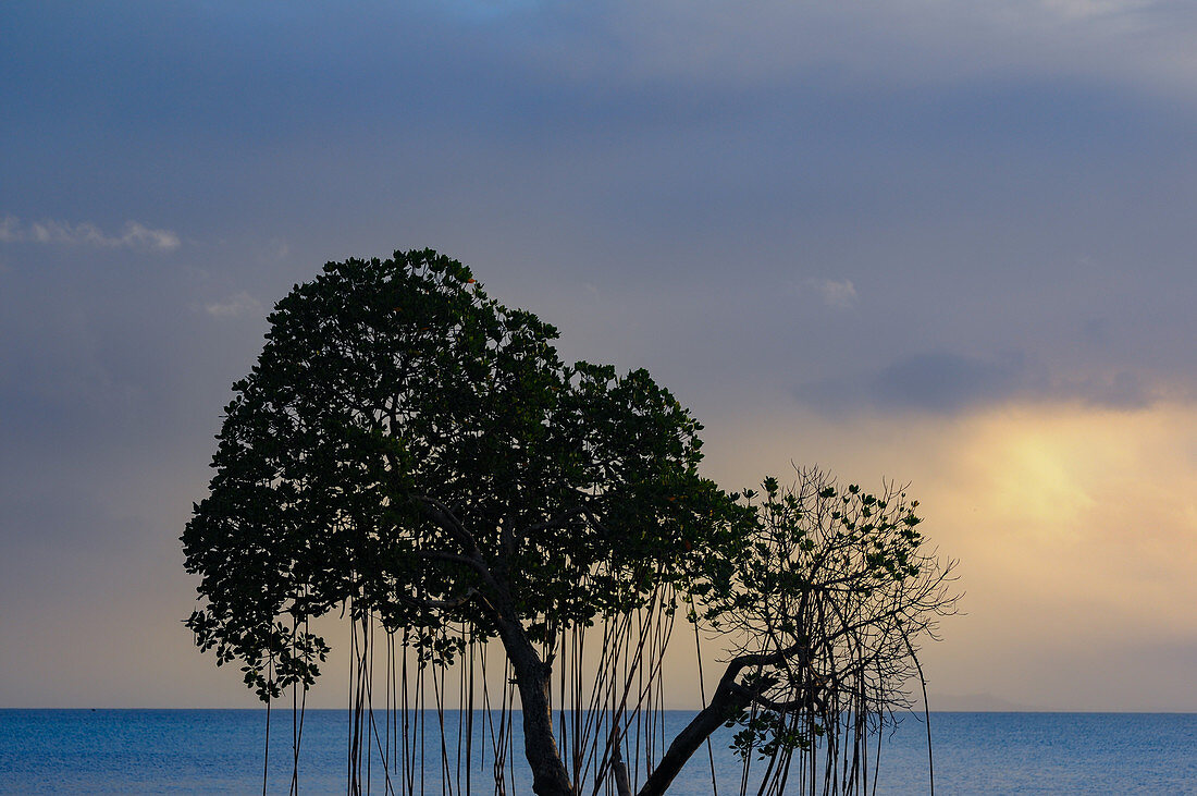 Blick auf einen Mangrovenbaum mit Luftwurzeln am Strand des Pazifik, Fiji Islands