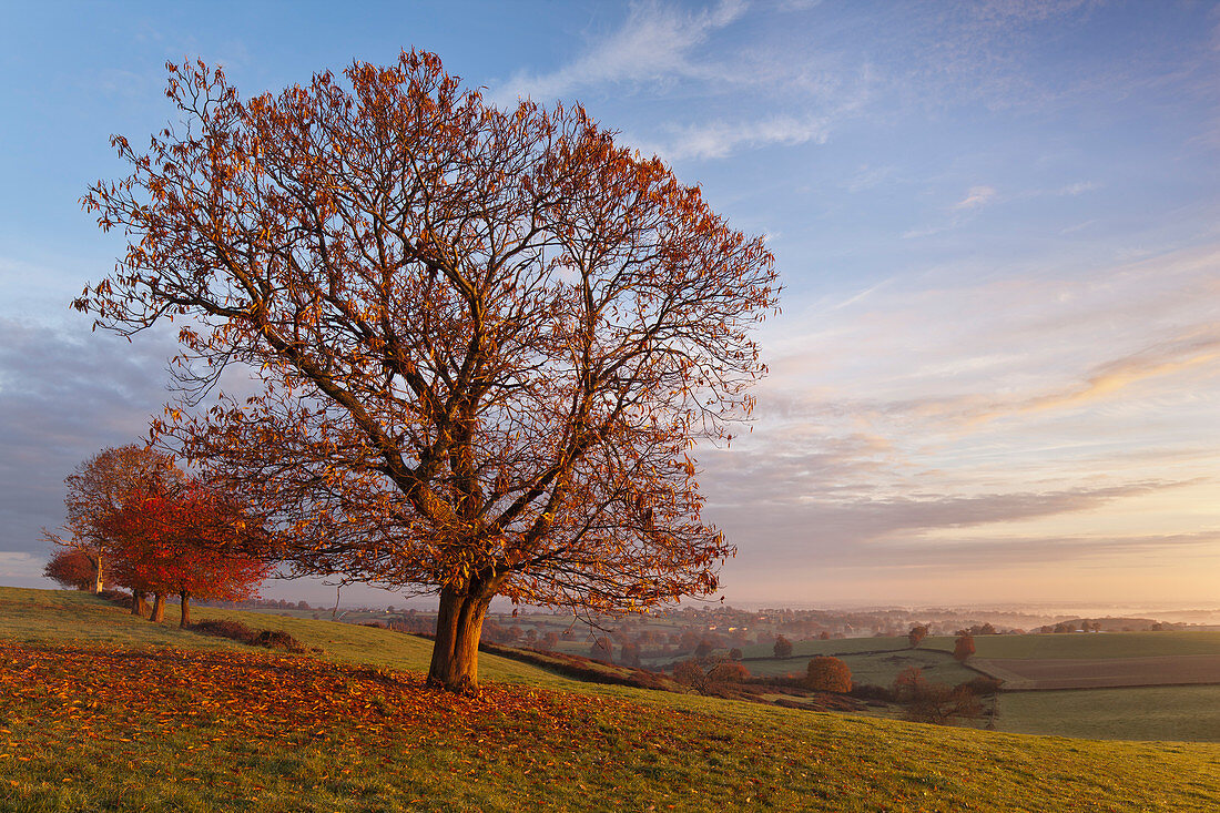 Oak tree in autumn on a meadow with a view of the Ta at sunrise. Montagne Bourbonnaise, Auvergne, France