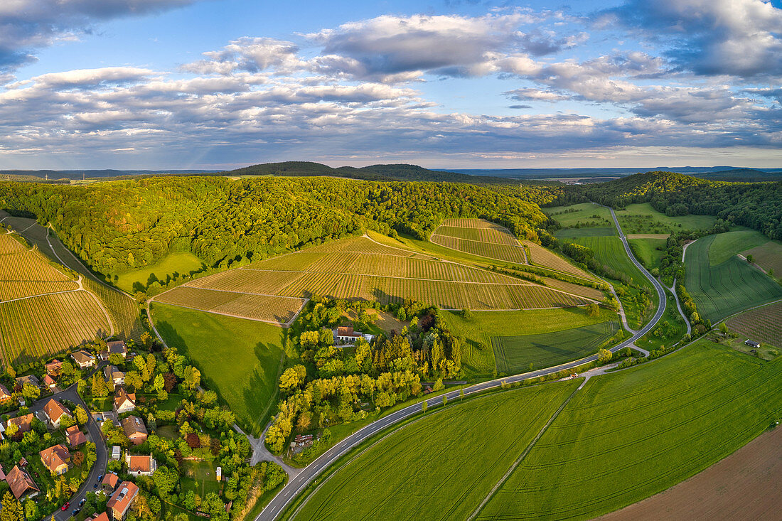 Vineyards near Castell, Kitzingen, Lower Franconia, Franconia, Bavaria, Germany, Europe