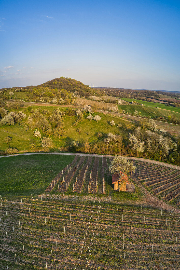 View of the Vogelsang wine location at Markt Einersheim, Possenheim, Kitzingen, Lower Franconia, Franconia, Bavaria, Germany, Europe