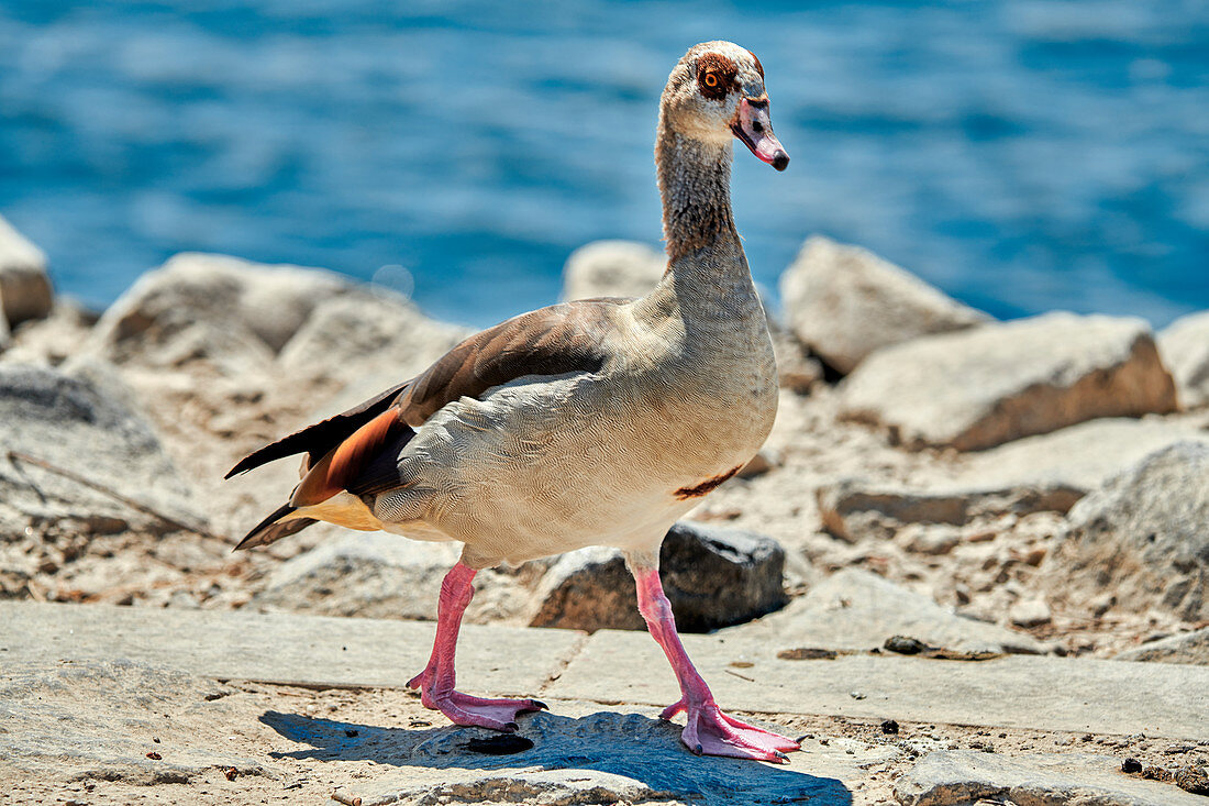 Egyptian goose on the Rhine, Mondorf, NRW, Germany