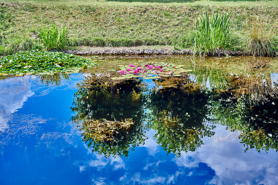 Poppeldorfer Weiher im Sommer, Bonn, NRW, Deutschland