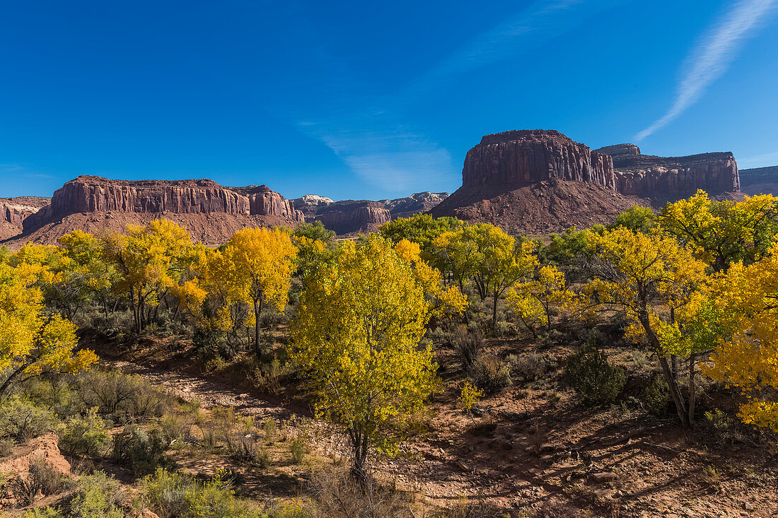 Herbstliche Frémonts Pappeln(Populus fremontii), mit Sandstein-Mesas, im Indian Creek National Monument, ehemals Teil des Bears Ears National Monument, Süd-Utah, USA