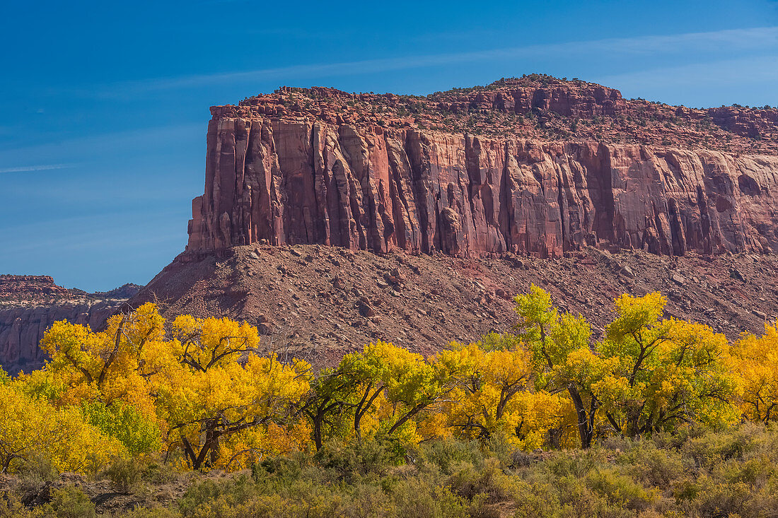 Autumn Fremont Cottonwoods, Populus fremontii, with sandstone mesas, in Indian Creek National Monument, formerly part of Bears Ears National Monument, southern Utah, USA