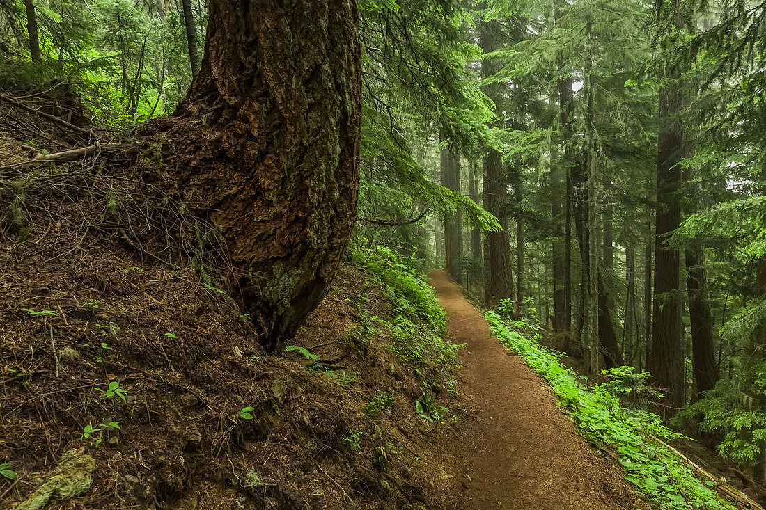Pfad führt durch den subalpinen Wald zum Mount Townsend in der Buckhorn Wilderness, Olympic National Forest, Bundesstaat Washington, USA