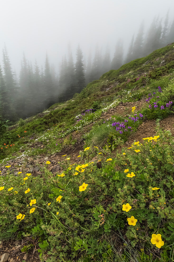 Fingerstrauch (Dasiphora obsticosa oder Potentilla obsticosa), blühend in einer Almwiese auf Mount Townsend in der Buckhorn Wilderness, Olympic National Forest, Bundesstaat Washington, USA