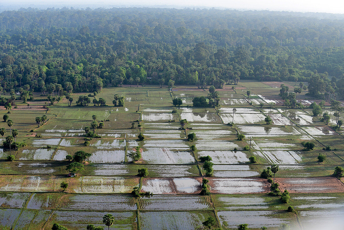 Cambodia, Siem Raep, Angkor, Aerial view, Rice fields and jungle