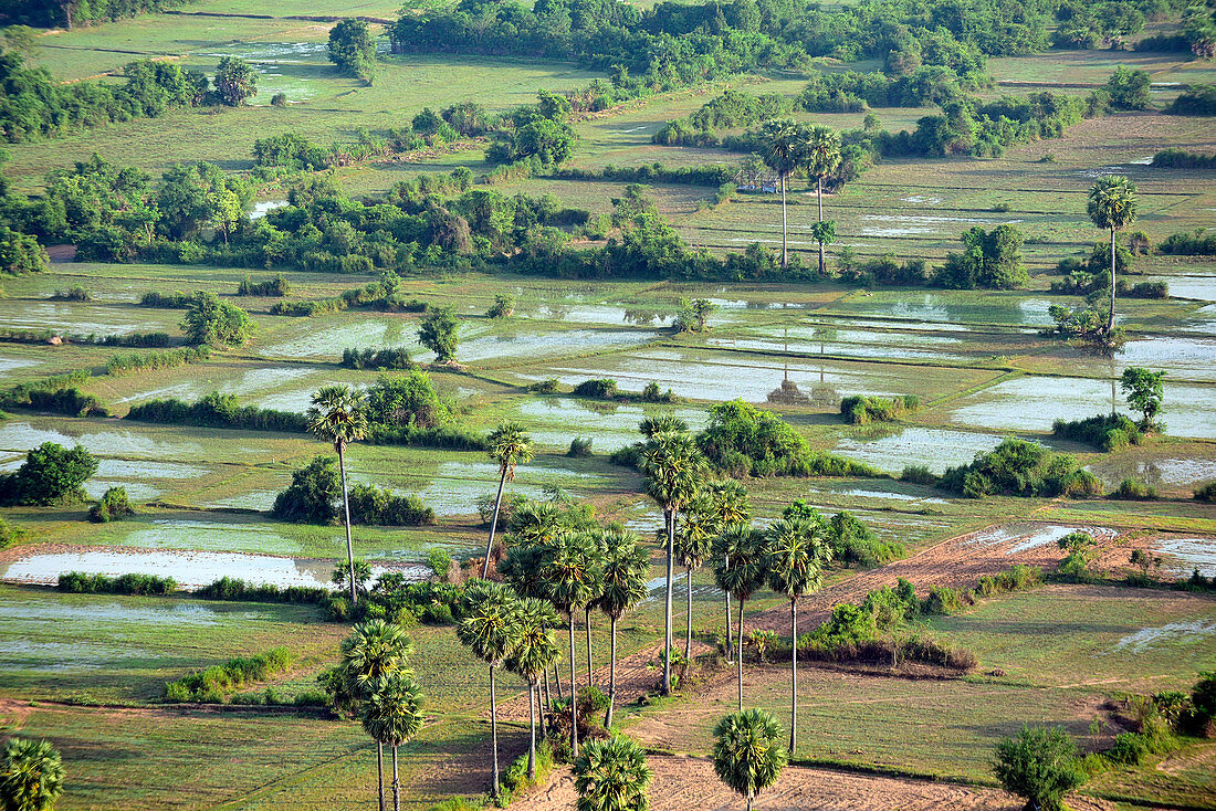 Cambodia, Siem Raep; around Angkor Vat, Rice-field