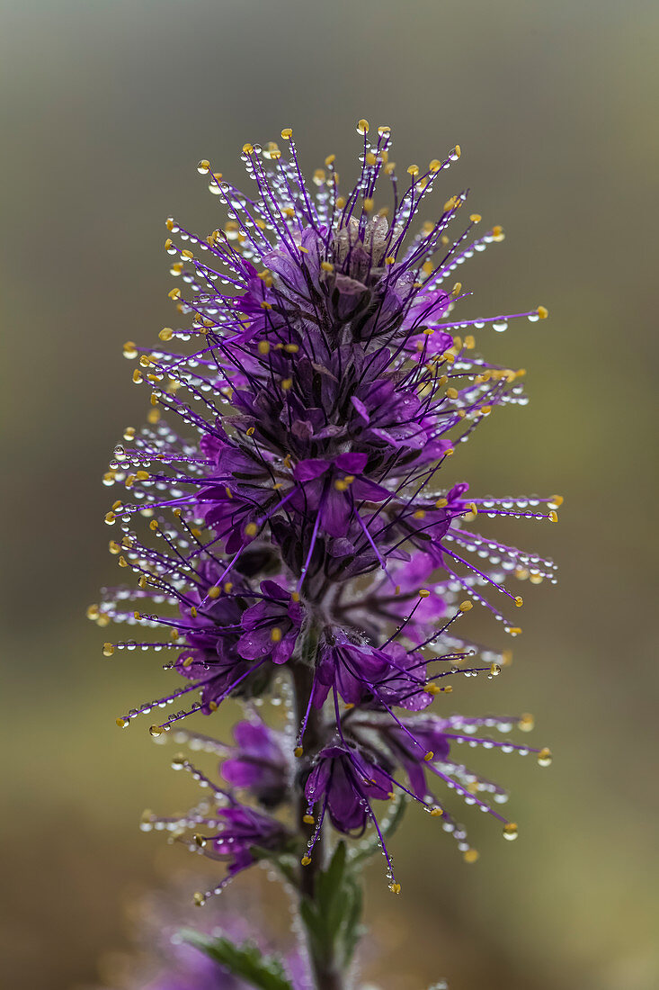 Silky Phacelia, Phacelia sericea, collected water droplets from the clouds on Mount Townsend in the Buckhorn Wilderness, Olympic National Forest, Washington State, USA