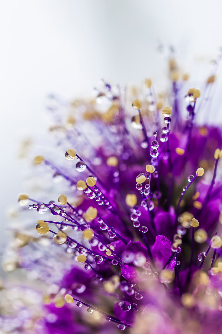 Seidenhaarige Phazelie (Phacelia sericea), mit Wassertropfen aus den Wolken am Mount Townsend in der Buckhorn Wilderness, Olympic National Forest, Bundesstaat Washington, USA