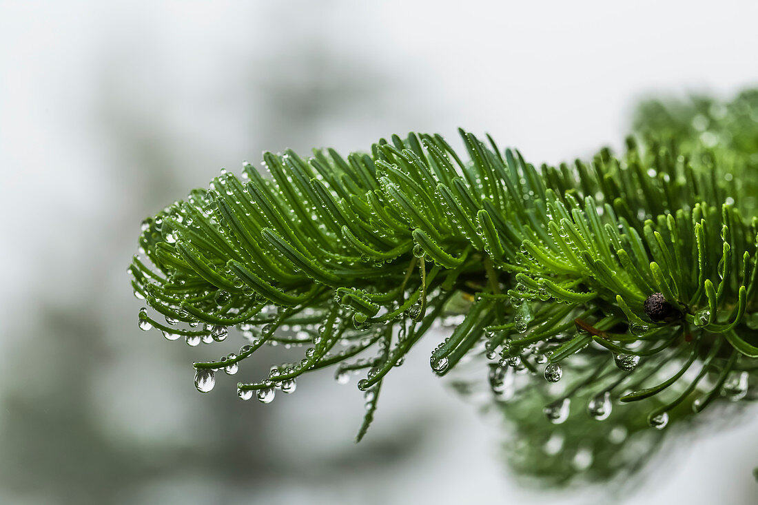 Fir tree, Abies spp., with droplets of water condensed from clouds and fog along trail to Mount Townsend in the Buckhorn Wilderness, Olympic National Forest, Washington State, USA