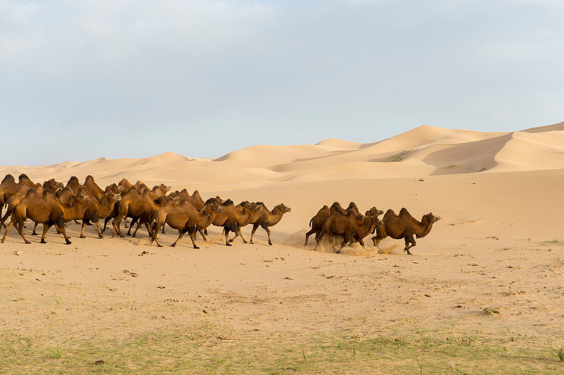 Eine Gruppe von Trampeltieren in den Sanddünen von Hongoryn Els in der Wüste Gobi im Nationalpark Gobi Gurwan Saichan in der Südmongolei