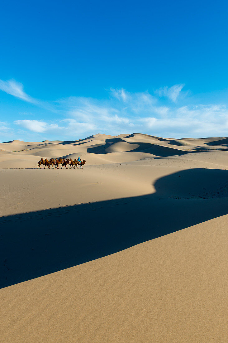 Mongolischer Hirt mit Trampeltier auf den Sanddünen von Hongoryn Els in der Wüste Gobi im Nationalpark Gobi Gurwan Saichan in der Südmongolei